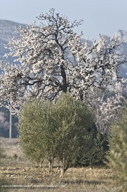 16 02 2008 - Saint Rémy de Provence (FRA, 13) - Alpilles hills landscapes