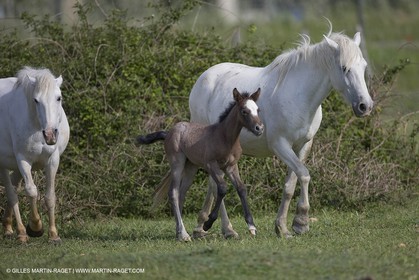 07 05 2008 - Le Cailar (FRA,30) - Tri à la manade du Mas du Pont de Laute