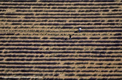 lavander fields , 2005 , Sault plateau