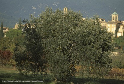 Luberon (FRA,84), Fall colors