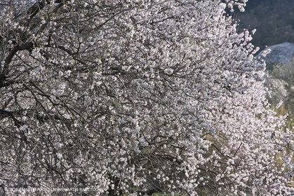 16 02 2008 - Les Baux de Provence (FRA, 13) - Alpilles hills landscapes