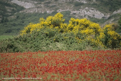 France, Provence, Champs de Coquelicots   Poppies fields
