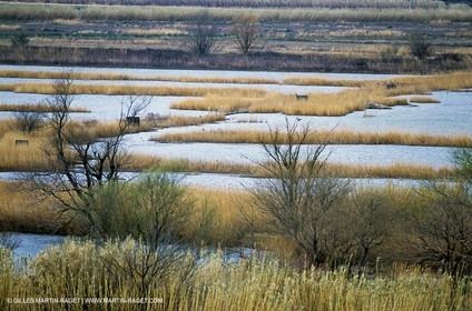 Camargue (FRA,13) - Flamants roses en Camargue