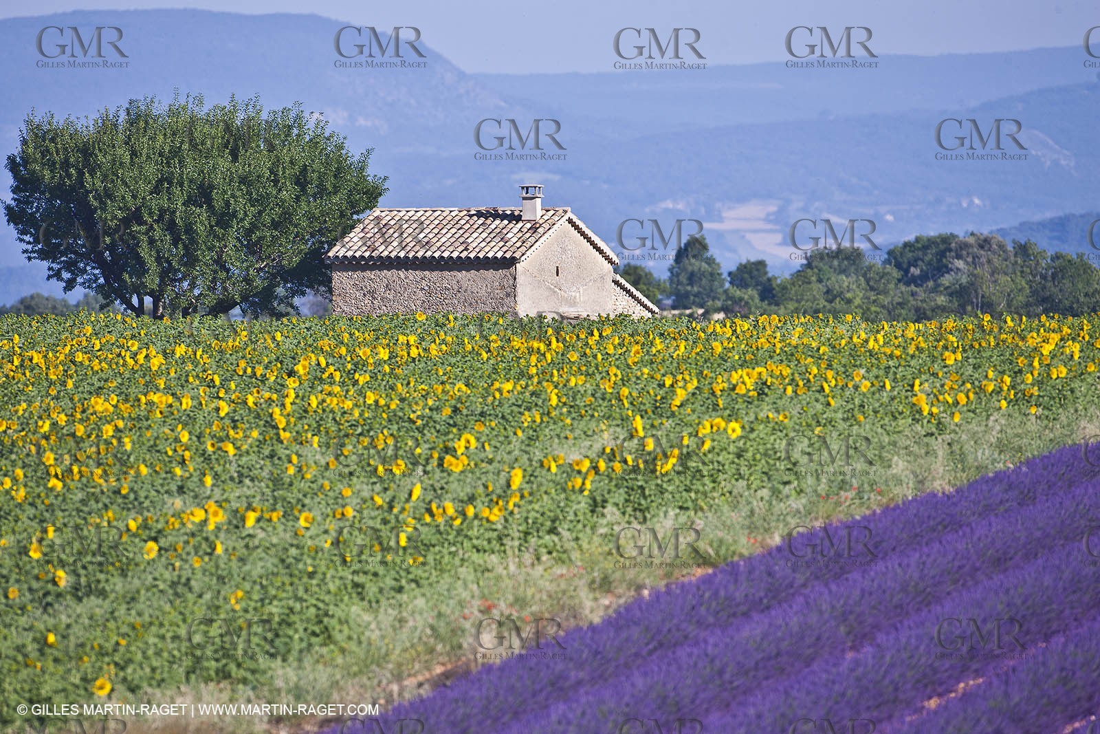 27 06 2011 - Valensole (FRA, 04) - Lavander fields