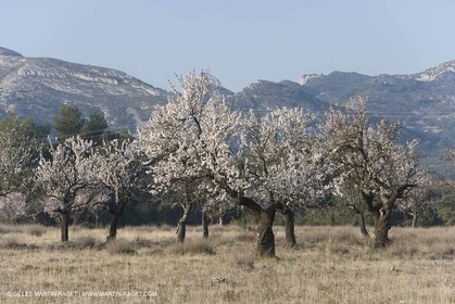 16 02 2008 - Saint Rémy de Provence (FRA, 13) - Alpilles hills landscapes