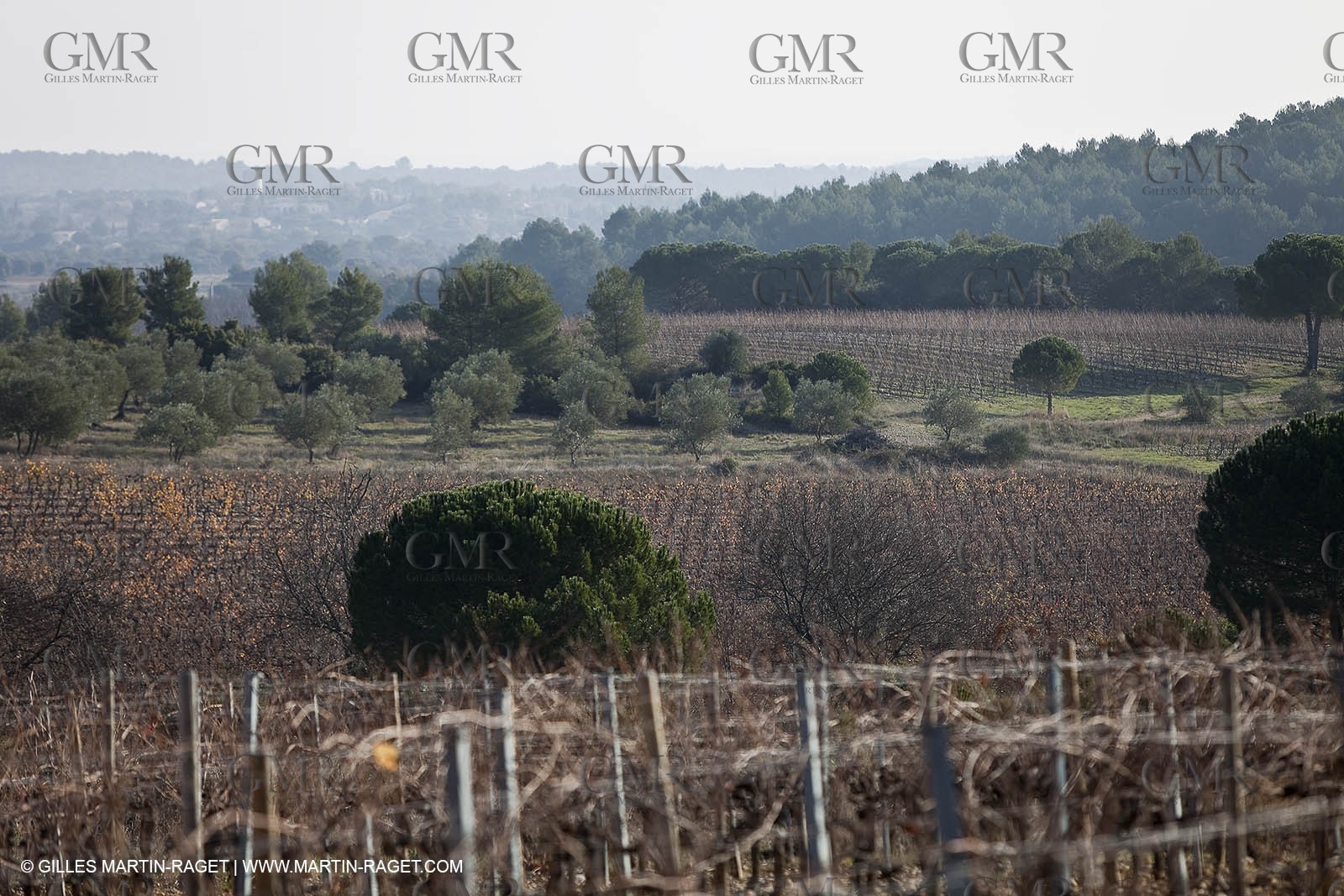 Saint Drézéry (FRA, 34), Domaine de Puech Haut