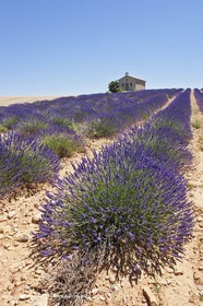 27 06 2011 - Entrevennes (FRA, 04) - Champs de lavande