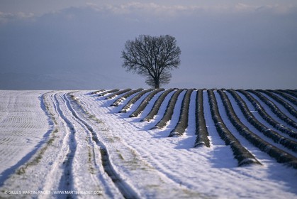Provence under snow - Higher Provence - Valensole plateau