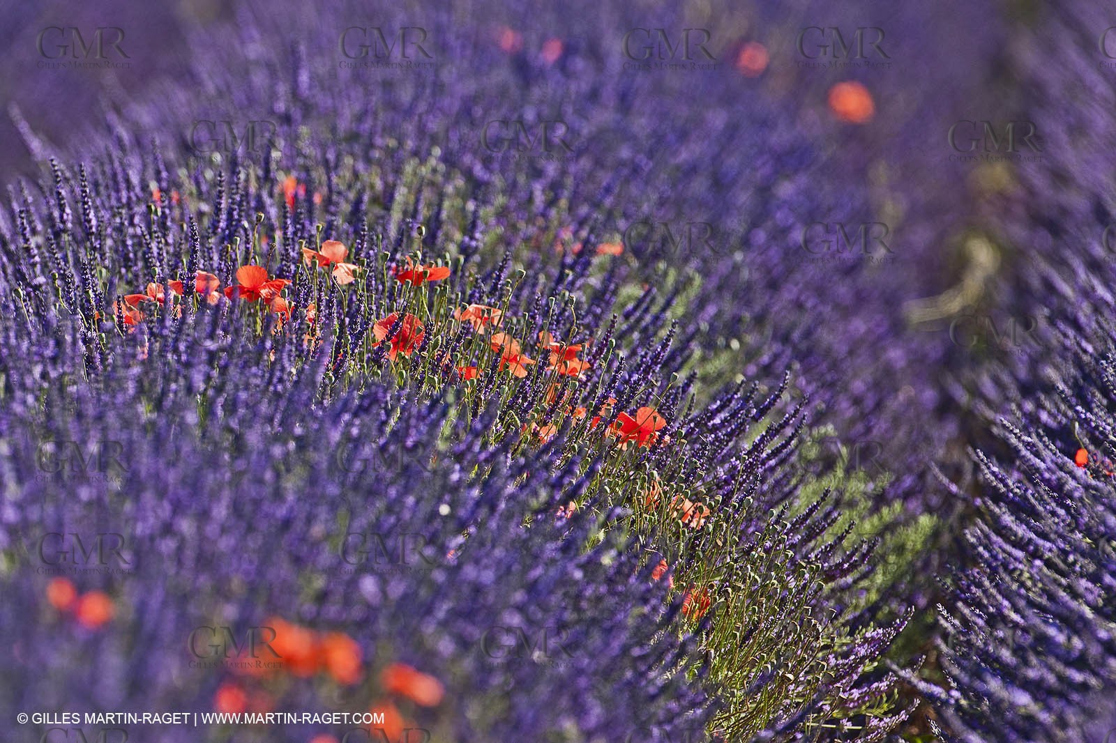 27 06 2011 - Valensole (FRA, 04) - Lavander fields