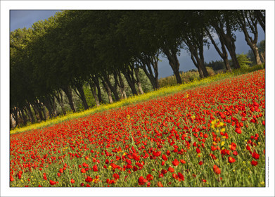 Produit : Tirage photo réalisé par nos soins sur imprimante jet d'encre professionnelle Epson à partir de 8 encres ultrachrome inaltérables (label Digigraphie).Formats au choix : . 30x40 cm. 50x70 cm. 80x120 cm.Choix des papiers :. Papier standard brillant 250 gr., filet noir, marge blanche, tirage non signé. Papier haut de gamme satiné 290 gr. filet noir, marge blanche, tirage vérifié et signé par l'auteur.. Autres supports (canvas, acrylique, dibond) sur demandeConditionnement : tube cylindrique renforcé.Options pour l'expédition : . colissimo + dépôt boîte aux lettres (France uniquement). Colissimo avec signature à réception. Transporteur express (2 jours ouvrés) avec signature à réceptionCliquez sur caddie pour sélectionner votre formule et démarrer la procédure de commande en ligne