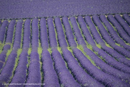 France, Provence, Higher Provence, Valensole Plateau, Lavender