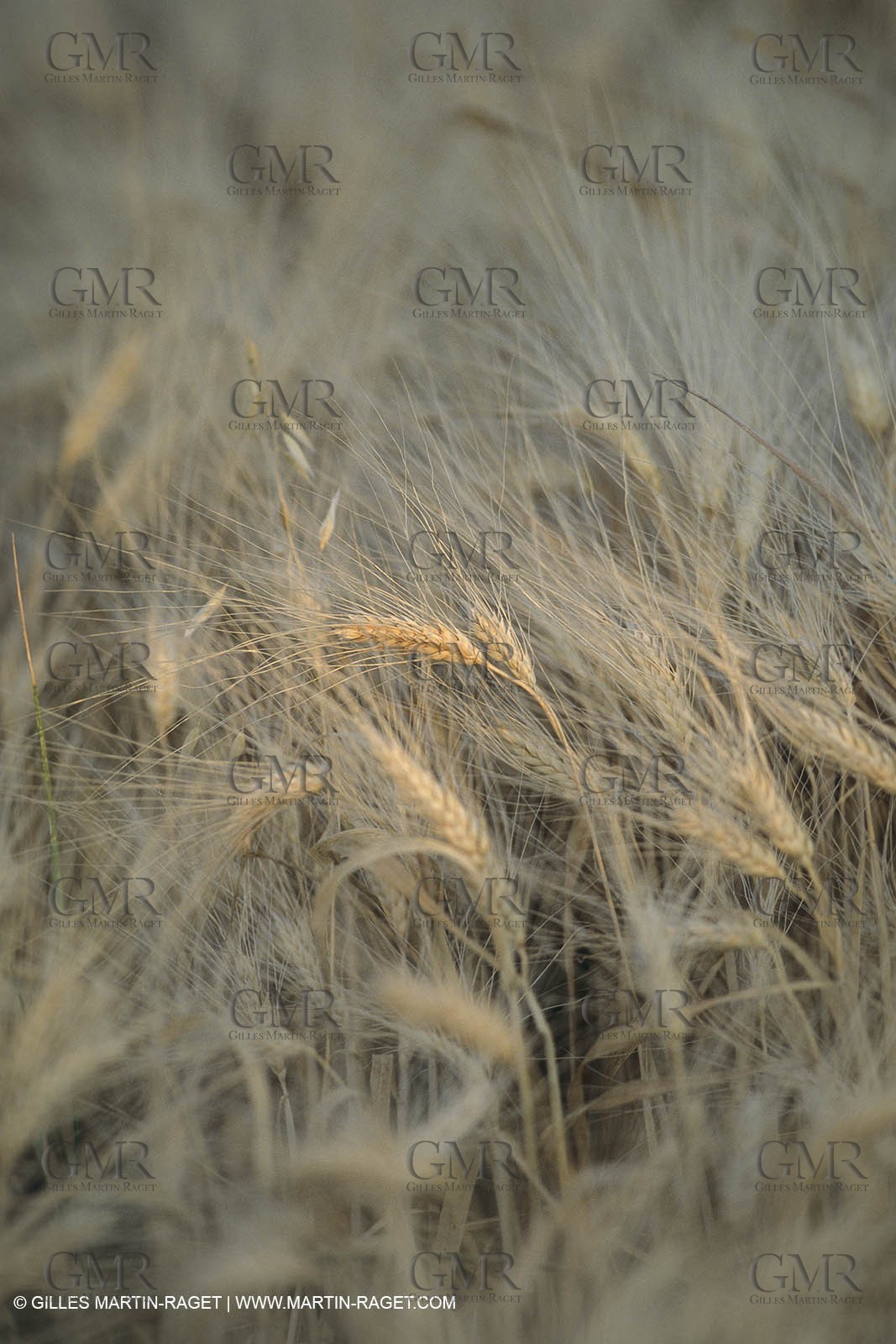 Corn and Wheat fields on Valensole Plateau in higher Provence (France)