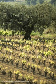 Luberon (FRA,84), Fall colors