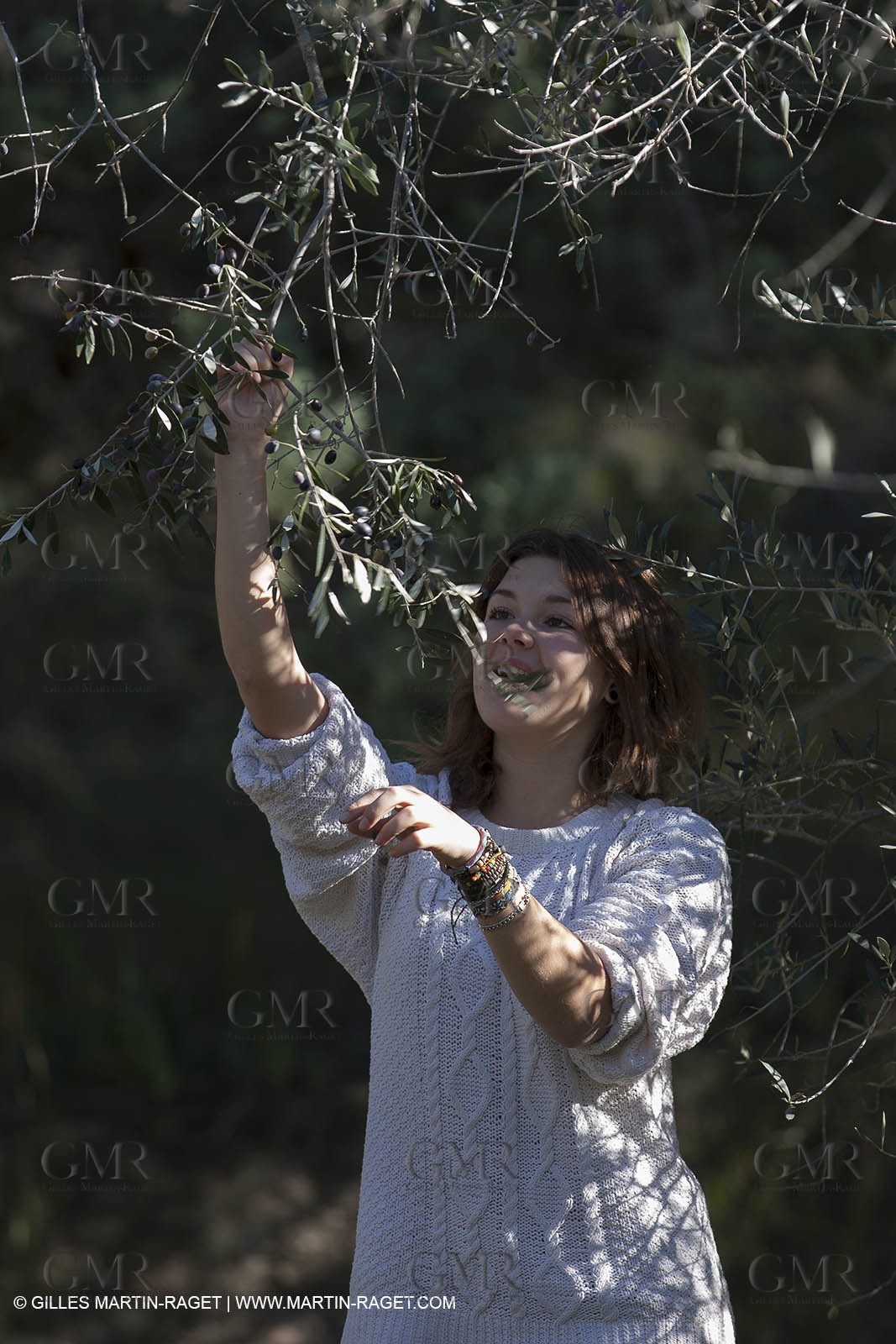 7 11 2012 - Saint Etienne du Grès (FRA,13, Alpilles) Olive harvest at Vallon Raget