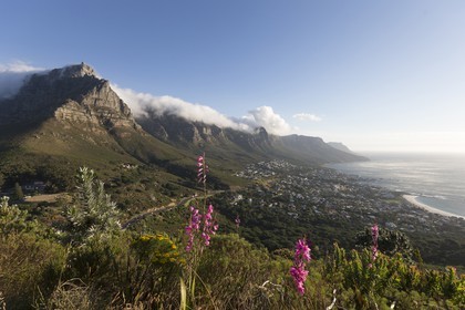 10 11 2014, Capetown (ZAF), Volvo Ocean Race 2014-15, Team Alvimedica