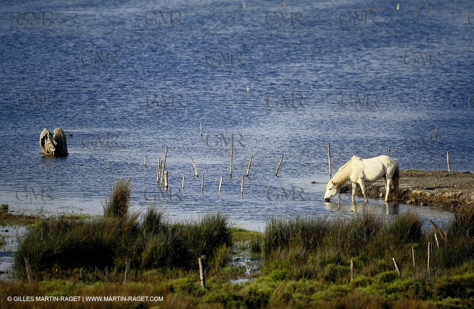 2000-2010- Arles - Les Saintes Maries de la mer (FRA,13) - Camargue horses