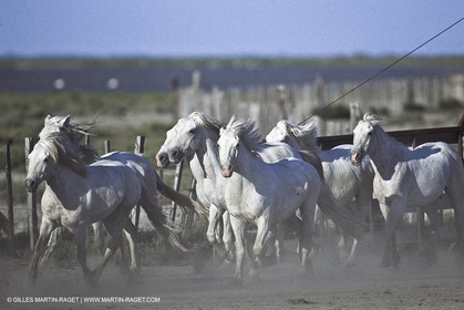 Les Saintes Maries de la mer (FRA,13) - Camargue horses