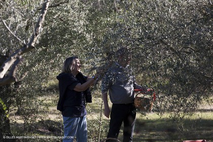 7 11 2012 - Saint Etienne du Grès (FRA,13, Alpilles) Olive harvest at Vallon Raget