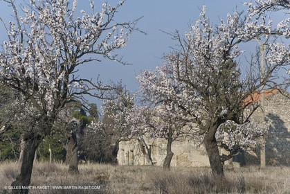 23 02 2008 - Saint Rémy de Provence (FRA, 13) - Paysages des Alpilles