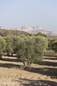 16 02 2008 - Les Baux de Provence (FRA, 13) - Paysages des Alpilles