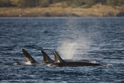 Animaux marins