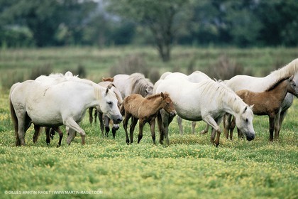2000-2010- Arles - Les Saintes Maries de la mer (FRA,13) - Chevaux race Camargue