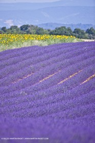 27 06 2011 - Valensole (FRA, 04) - Lavander fields