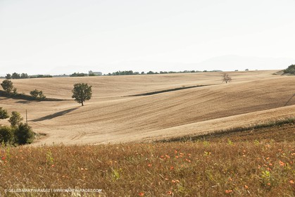 27 06 2011 - Valensole (FRA, 04) - Lavander fields