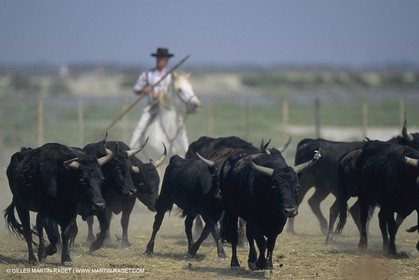 France, Provence, Camargue, Gardians de Camargue, métier, fêtes, élevage, tri