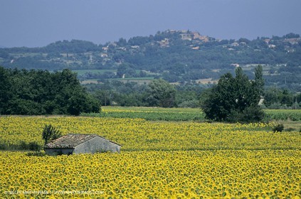 Luberon (FRA,84), Champs de tournesols