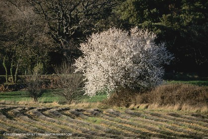 France, Provence, Paysages du Luberon, Luberon Landscapes