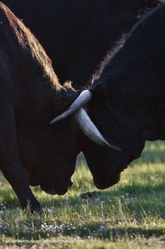 09 04 2011 - Arles (FRA,13) - Elevage de Taureaux de combat en Camargue