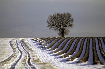 Valensole plateau in winter