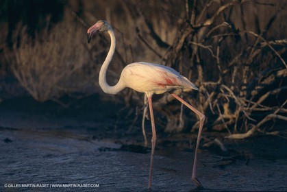 France, Provence, Camargue, Birds, Flamants, flamingos