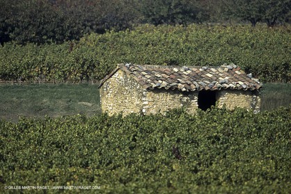 Luberon (Fra,84) - Vineyards cants