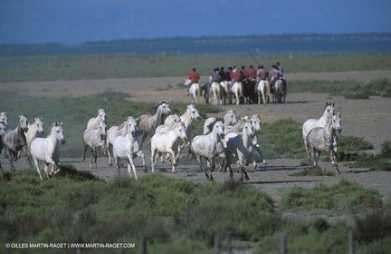 Camargue horses