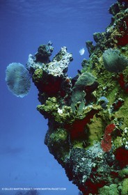 Underwater world