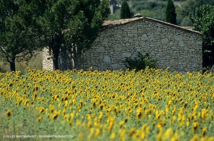 Luberon (FRA,84), Champs de tournesols