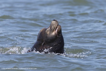 19 09 2013 - San Francisco (USA,CA) - 34th America's Cup - Final Match - Racing Day 9.