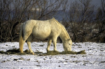 Camargue horse