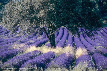 France, Provence, Lavender fields