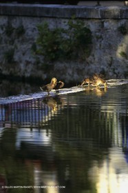 L'isle sur Sorgues