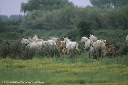 France, Provence, Camargue, chevaux   Horses