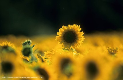 Luberon (FRA,84), Champs de tournesols