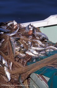 Local fishing - local fishing boats