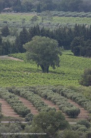 24 Juin 2008 - Saint Rémy de Provence (FRA-13) - Paysage des Alpilles