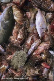 France, Provence, Pêche , Barques, pointus, pêche locale