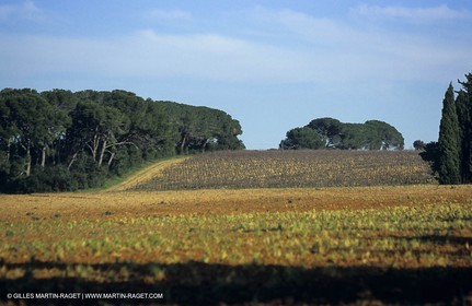 Paysages de Nîmes Métropole (FRA,30) -Costières