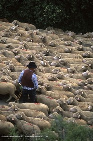 Saint Rémy de Provence (FRA,13) - Fête de la Transhumance