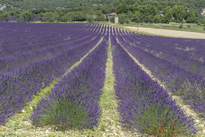 21 06 2018,Rustrel (FRA, 84), champs de lavande